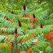 Сумах оленерогий семена 1 грамм (около 100 шт) уксусное дерево (Rhus typhina) RS-01288 фото 2