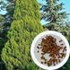 Кипарисовик Лавсона насіння (50 шт) (Chamaecyparis lawsoniana) RS-00762 фото 1