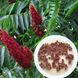 Сумах оленерогий семена 1 грамм (около 100 шт) уксусное дерево (Rhus typhina) RS-01288 фото 1