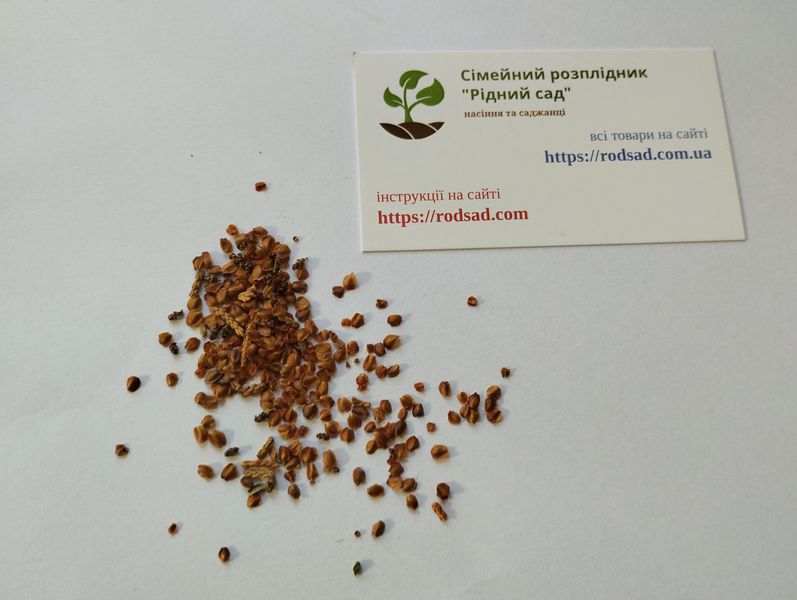 Кипарисовик Лавсона насіння (50 шт) (Chamaecyparis lawsoniana) RS-00762 фото