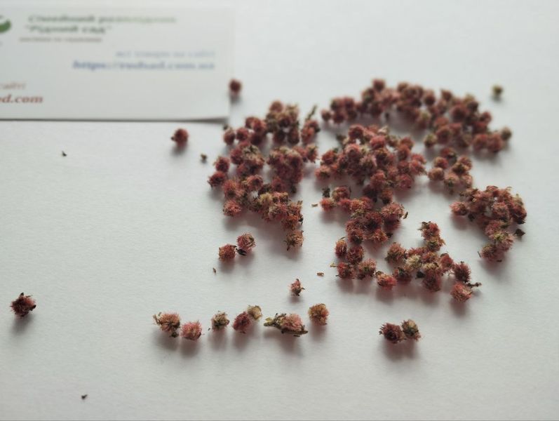 Сумах оленерогий семена 1 грамм (около 100 шт) уксусное дерево (Rhus typhina) RS-01288 фото