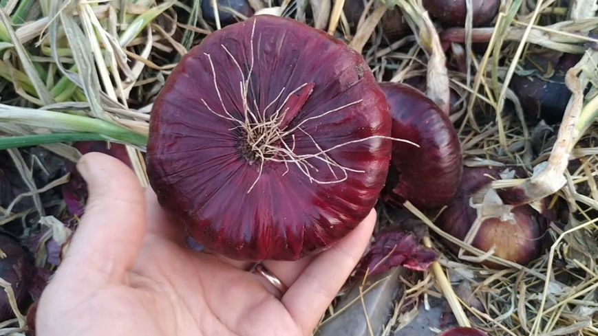 Лук ялтинский красный семена 1 грамм (около 200 шт) RS-00285 фото