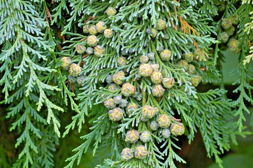 Кипарисовик Лавсона насіння (50 шт) (Chamaecyparis lawsoniana) RS-00762 фото