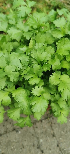 Кориандр Янтарь кинза семян 4 г (прибл 480 шт) RS-00906 фото