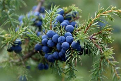 Ялівець звичайний насіння 10 грамів (прибл. 90 шт) (Juniperus communis) RS-01289 фото