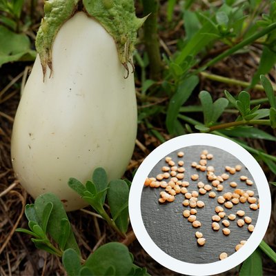 Баклажан білий насіння 20 шт RS-00172 фото