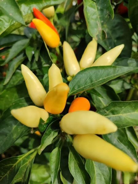 Перец острый Tabasco семена (5 шт) Табаско красный чили суперхот до 50 000&nbsp;SHU RS-02165 фото