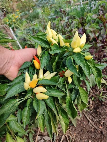 Перец острый Tabasco семена (5 шт) Табаско красный чили суперхот до 50 000&nbsp;SHU RS-02165 фото