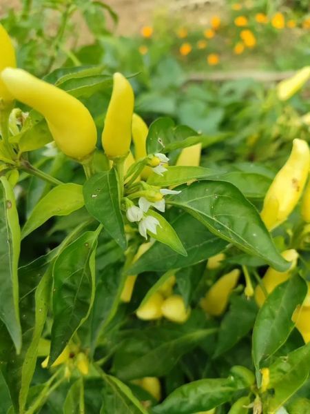 Перец острый Tabasco семена (5 шт) Табаско красный чили суперхот до 50 000&nbsp;SHU RS-02165 фото