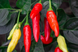 Перец острый Tabasco семена (5 шт) Табаско красный чили суперхот до 50 000&nbsp;SHU RS-02165 фото 7
