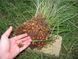 Чуфа мигдаль земляний насіння (100 шт) тигровий горіх смикавець (Cyperus esculentus) RS-00071 фото 2