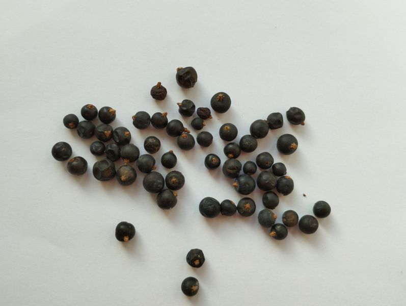 Можевельник обыкновенный 10 грамм (около 90 шт) (Juniperus communis) RS-01289 фото