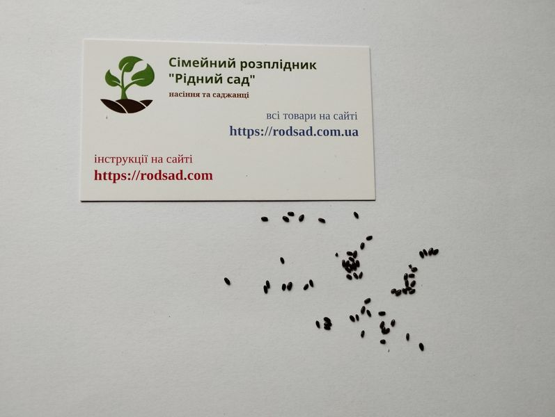 Лавандін насіння (20 шт) лаванда гібридна (Lavandula intermedia) RS-00765 фото