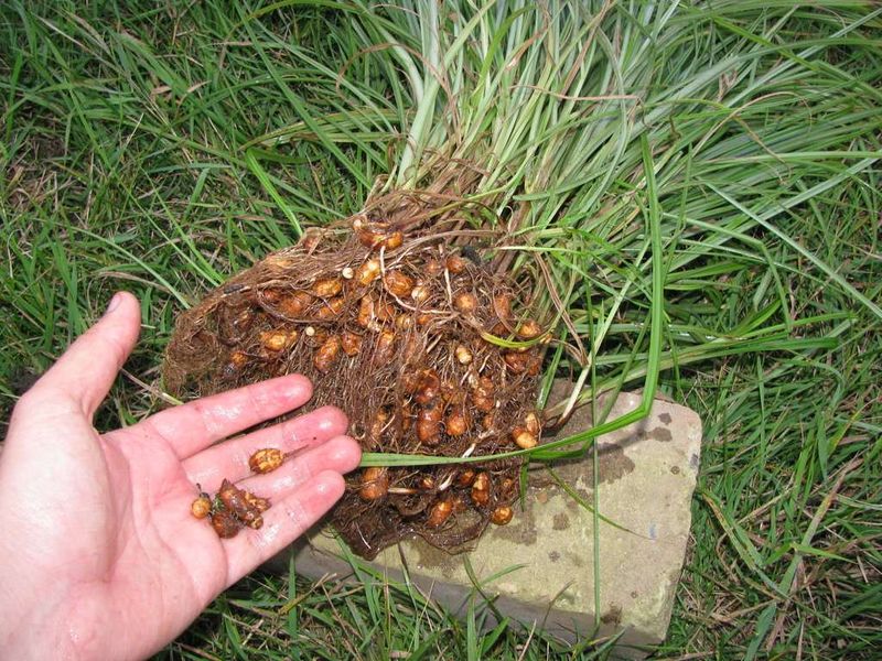 Чуфа миндаль земляной семена (100 шт) тигровый орех (Cyperus esculentus) RS-00071 фото