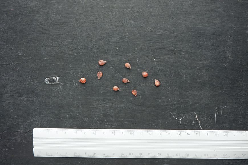 Айва насіння 20 шт RS-00169 фото