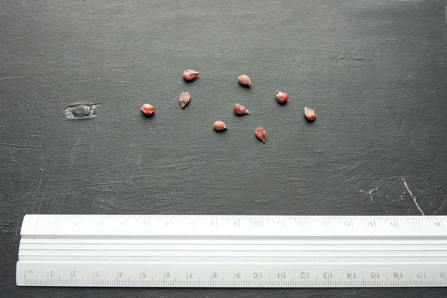 Айва насіння 20 шт RS-00169 фото