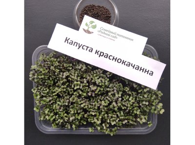 Капуста червоно-качанна насіння для мікрозелені (8 грамів) RS-00521 фото