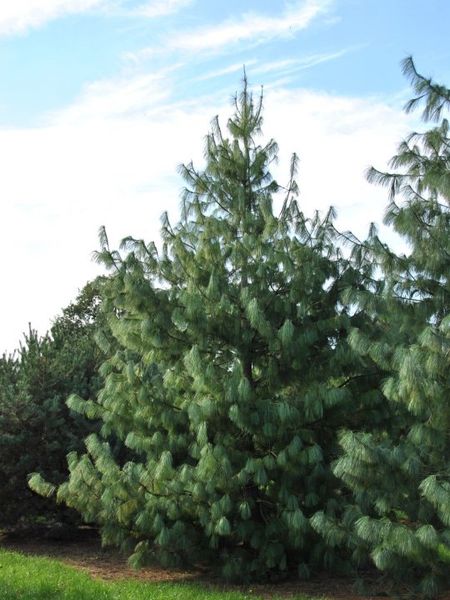 Сосна гималайская семена (20 шт) бутанская синяя или Валлиха (Pinus wallichiana) RS-00770 фото