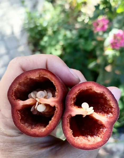 Перец острый Jalapeno Chocolate семена (5 шт) Халапеньйо шоколадный коричневый до 8 000 SHU RS-02166 фото