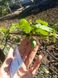Мелотрія шершава насіння (10 шт) кукамелон (Melothria scabra) мексиканський мініатюрний кавун RS-01292 фото 4