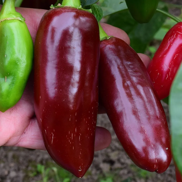 Перец острый Jalapeno Chocolate семена (5 шт) Халапеньйо шоколадный коричневый до 8 000 SHU RS-02166 фото