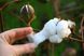 Хлопок семена (20 шт) хлопчатник обыкновенный (Gossypium hirsutum) на посадку RS-00191 фото 2