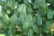 Сосна гималайская семена (20 шт) бутанская синяя или Валлиха (Pinus wallichiana) RS-00770 фото 2