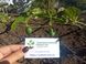 Мелотрія шершава насіння (10 шт) кукамелон (Melothria scabra) мексиканський мініатюрний кавун RS-01292 фото 2
