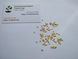 Мелотрія шершава насіння (10 шт) кукамелон (Melothria scabra) мексиканський мініатюрний кавун RS-01292 фото 3