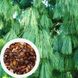 Сосна гималайская семена (20 шт) бутанская синяя или Валлиха (Pinus wallichiana) RS-00770 фото 1