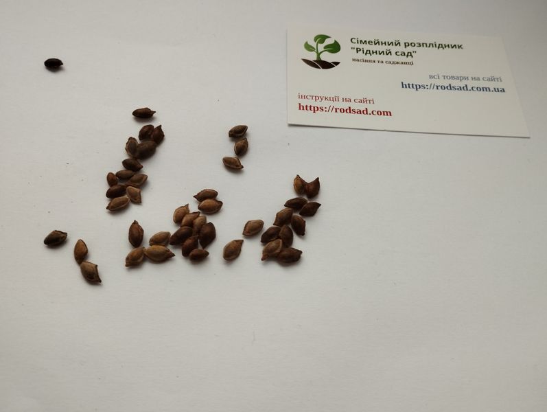 Сосна гималайская семена (20 шт) бутанская синяя или Валлиха (Pinus wallichiana) RS-00770 фото