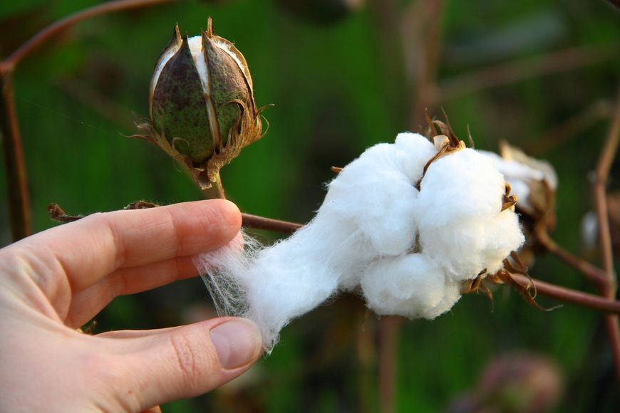 Хлопок семена (20 шт) хлопчатник обыкновенный (Gossypium hirsutum) на посадку RS-00191 фото