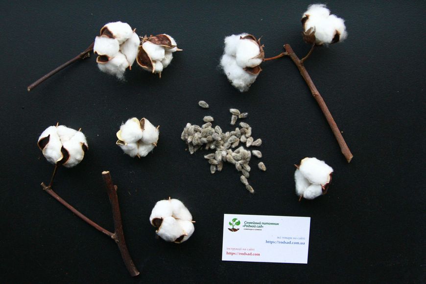 Хлопок семена (20 шт) хлопчатник обыкновенный (Gossypium hirsutum) на посадку RS-00191 фото