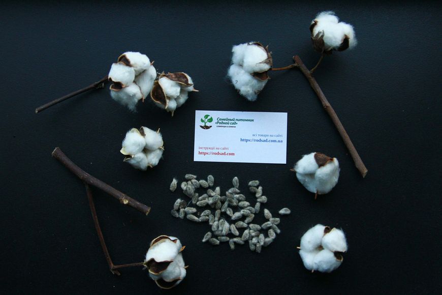 Бавовна хлопок насіння (20 шт) бавовник звичайний (Gossypium hirsutum) на посадку RS-00191 фото