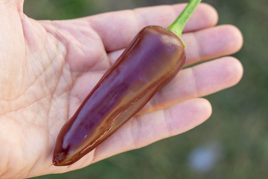 Перец острый Jalapeno Chocolate семена (5 шт) Халапеньйо шоколадный коричневый до 8 000 SHU RS-02166 фото