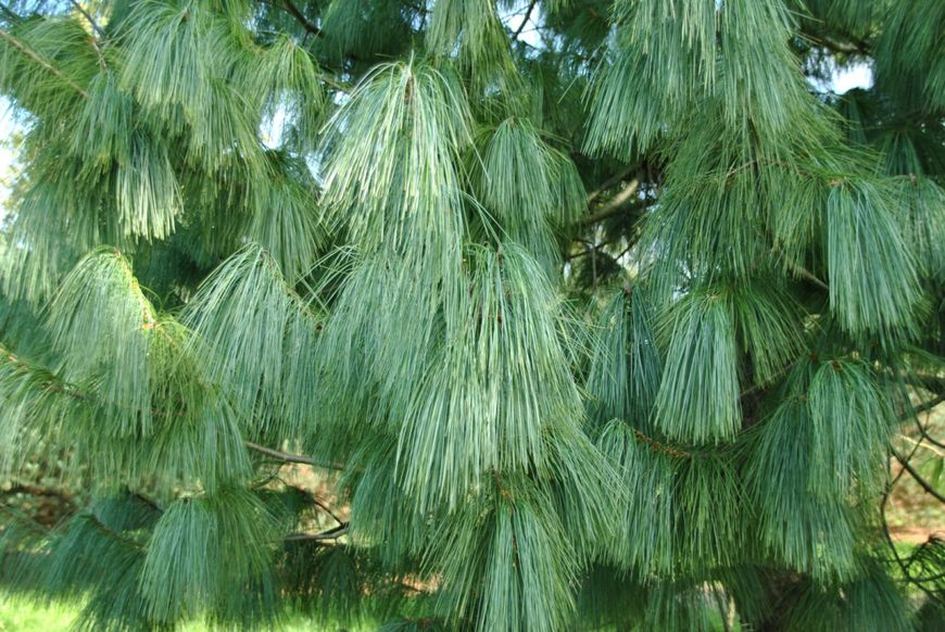 Сосна гімалайська насіння (20 шт) бутанська синя або Валліха (Pinus wallichiana) RS-00770 фото