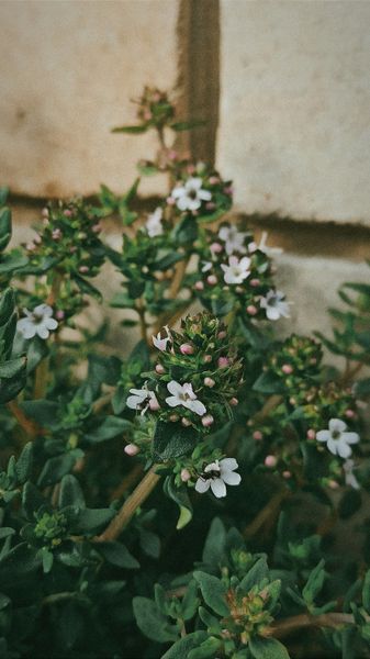 Чабрец семена 0,15 гр. (прибл. 600 шт) тимьян садовый обыкновенный (Thymus vulgaris) RS-00294 фото