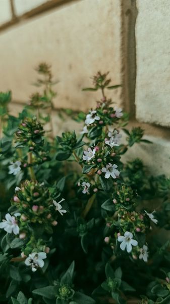 Чабрец семена 0,15 гр. (прибл. 600 шт) тимьян садовый обыкновенный (Thymus vulgaris) RS-00294 фото