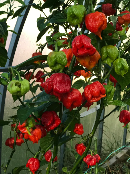 Перец острый Carolina Reaper Red семена (5 шт) Каролина Рипер каролинский жнец красный чили суперхот до 2 200 000&nbsp;SHU RS-02172 фото