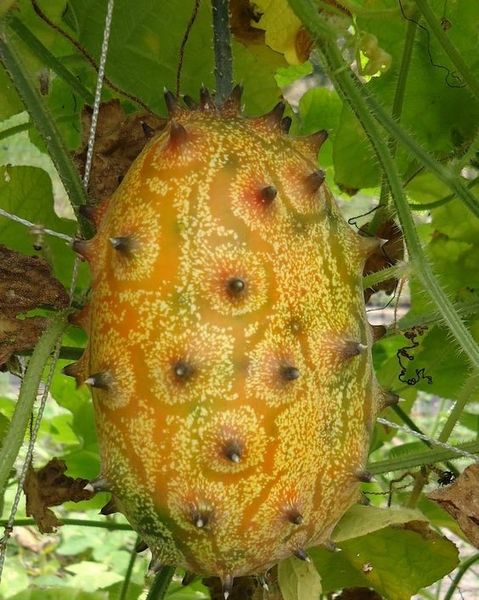 Кивано семена (10 шт) огурец африканский (Cucumis metulifer) дыня рогатая RS-01293 фото