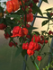 Перец острый Carolina Reaper Red семена (5 шт) Каролина Рипер каролинский жнец красный чили суперхот до 2 200 000&nbsp;SHU RS-02172 фото 2