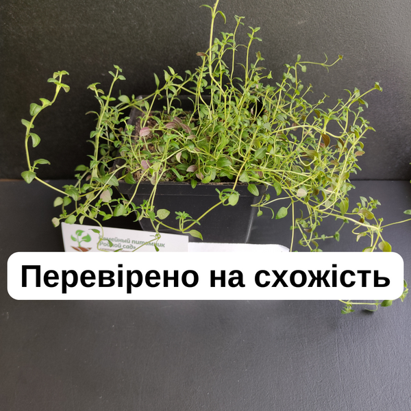 Чабрец семена 0,15 гр. (прибл. 600 шт) тимьян садовый обыкновенный (Thymus vulgaris) RS-00294 фото