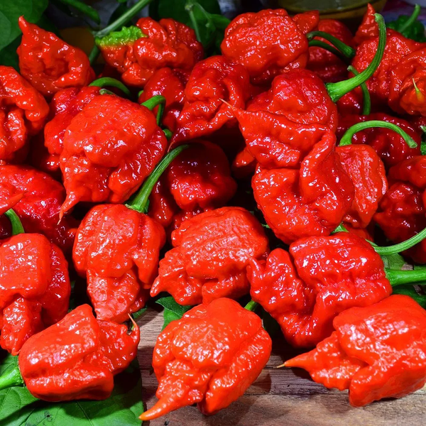 Перец острый Carolina Reaper Red семена (5 шт) Каролина Рипер каролинский жнец красный чили суперхот до 2 200 000&nbsp;SHU RS-02172 фото