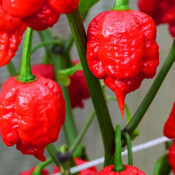 Перец острый Carolina Reaper Red семена (5 шт) Каролина Рипер каролинский жнец красный чили суперхот до 2 200 000&nbsp;SHU RS-02172 фото