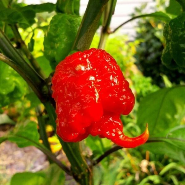 Перец острый Carolina Reaper Red семена (5 шт) Каролина Рипер каролинский жнец красный чили суперхот до 2 200 000&nbsp;SHU RS-02172 фото
