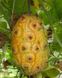 Ківано насіння (10 шт) огірок африканський (Cucumis metulifer) рогата диня RS-01293 фото 4