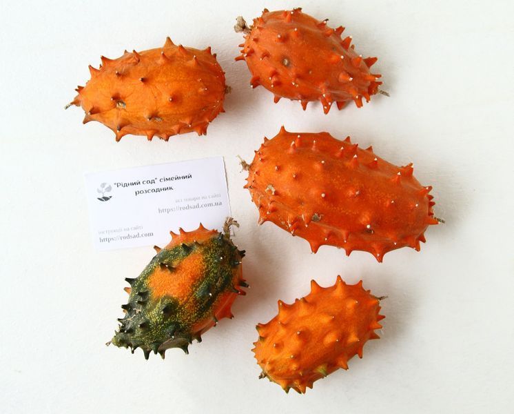 Кивано семена (10 шт) огурец африканский (Cucumis metulifer) дыня рогатая RS-01293 фото
