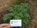 Капуста кейл насіння 0,5 грами (близько 150 штук) зелена листова кучерява кале ґрюнколь браунколь RS-00073 фото 6