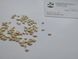 Кивано семена (10 шт) огурец африканский (Cucumis metulifer) дыня рогатая RS-01293 фото 3