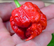 Перец острый Carolina Reaper Red семена (5 шт) Каролина Рипер каролинский жнец красный чили суперхот до 2 200 000&nbsp;SHU RS-02172 фото 5